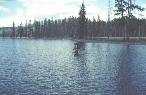 Cruzando el Lewis River, Southwest Yellowstone